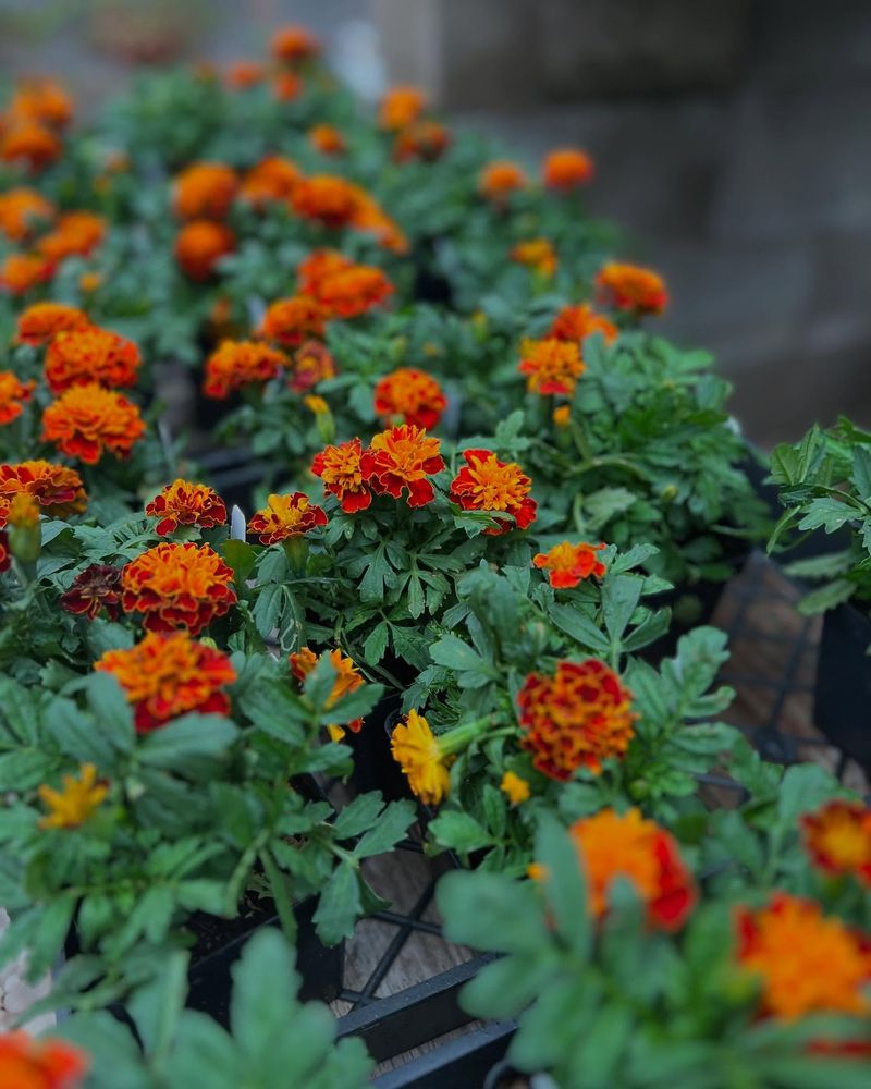 Marigolds