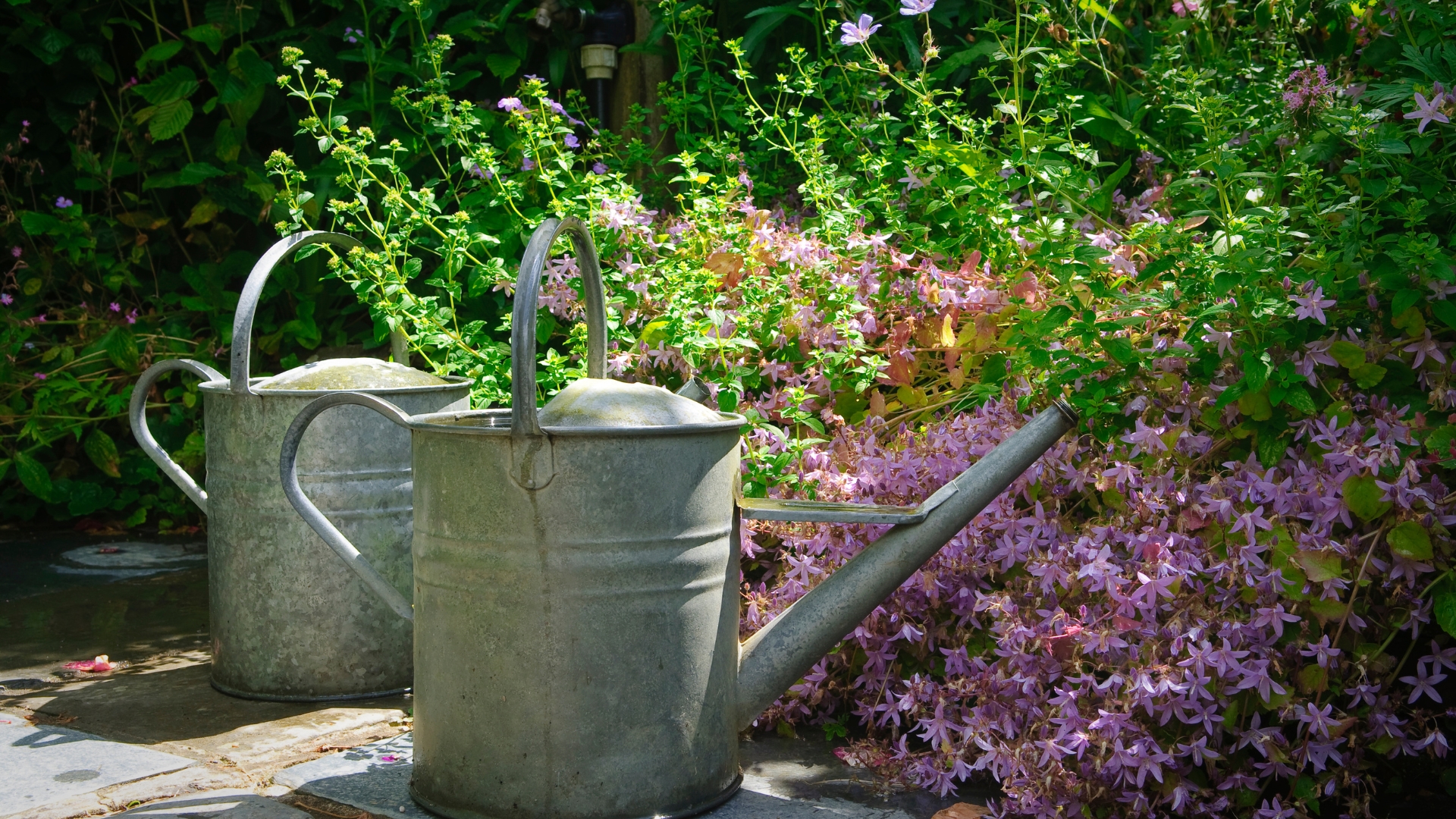 Vintage Watering Cans