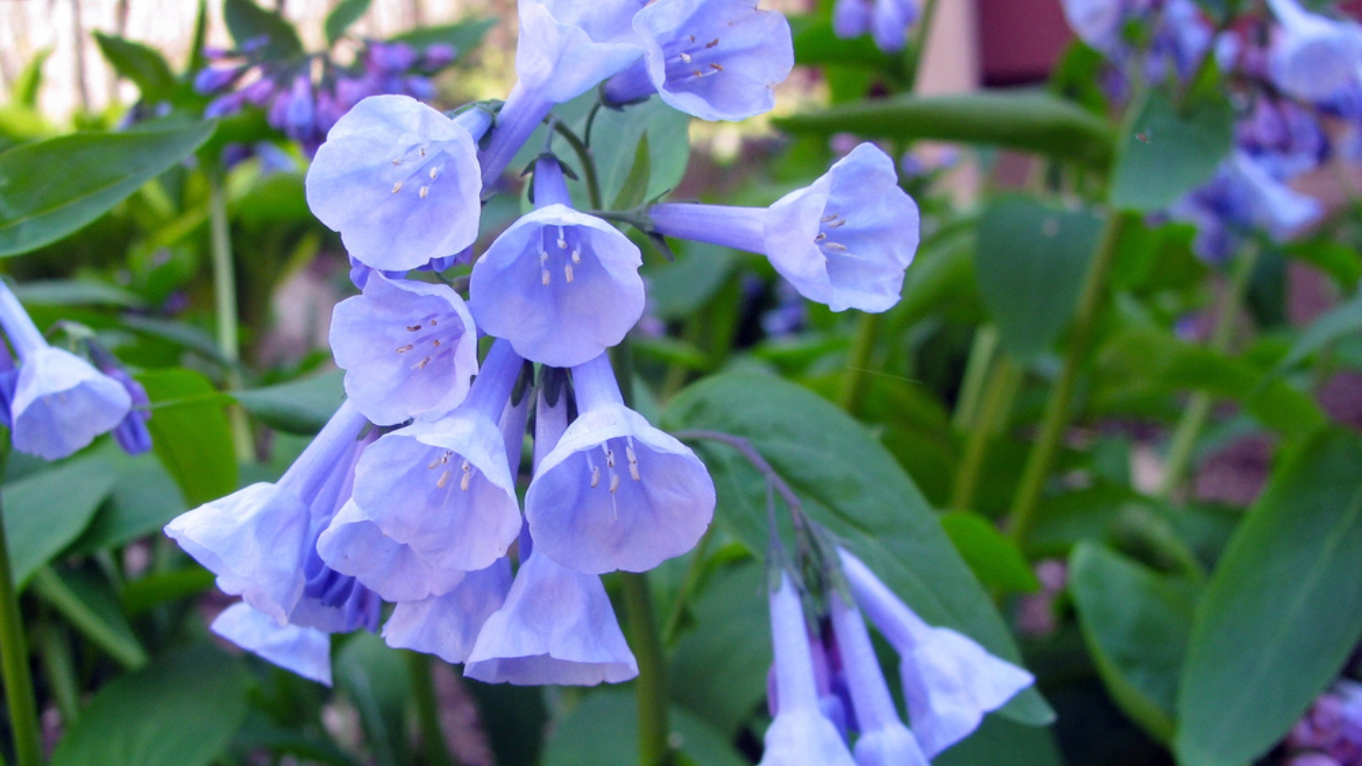 virginia bluebells in full bloom