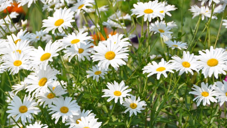 Shasta Daisies