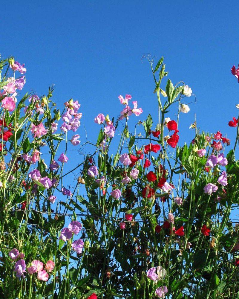 Sweet Peas