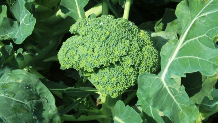 broccoli