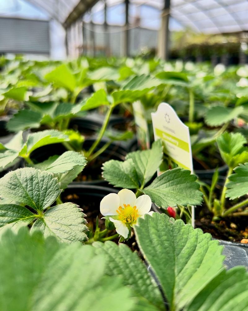 Strawberries