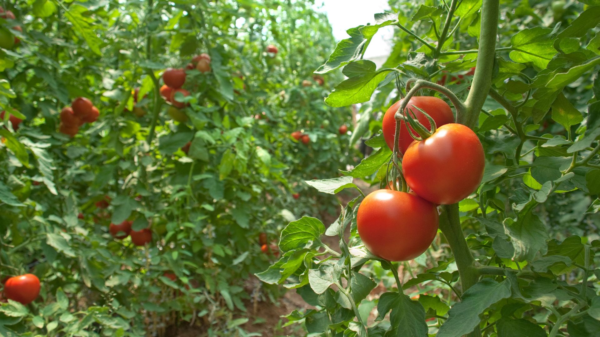 tomatoes plant