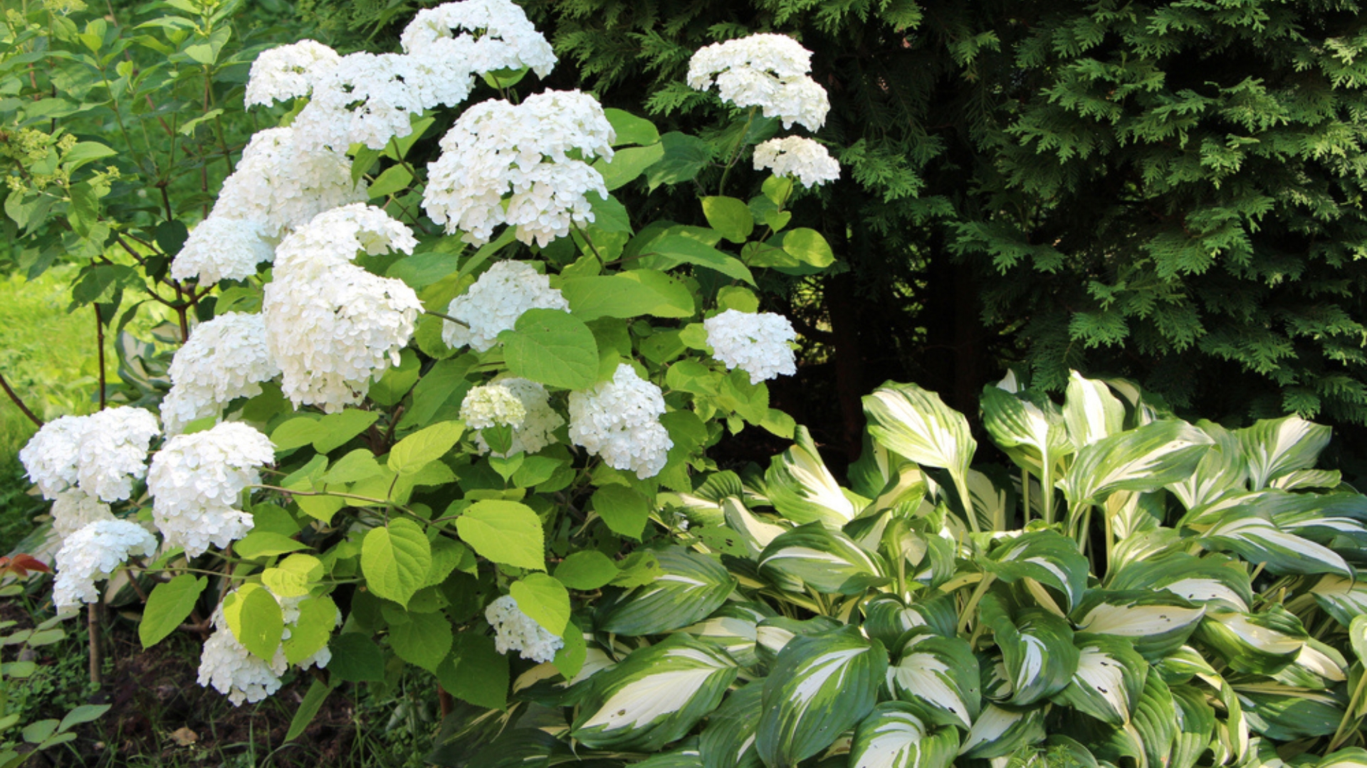 18 Plants That Help Hydrangeas Thrive When Planted Nearby
