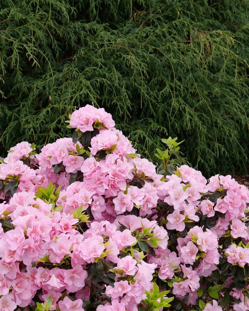Azaleas Create Perfect Shade Partners