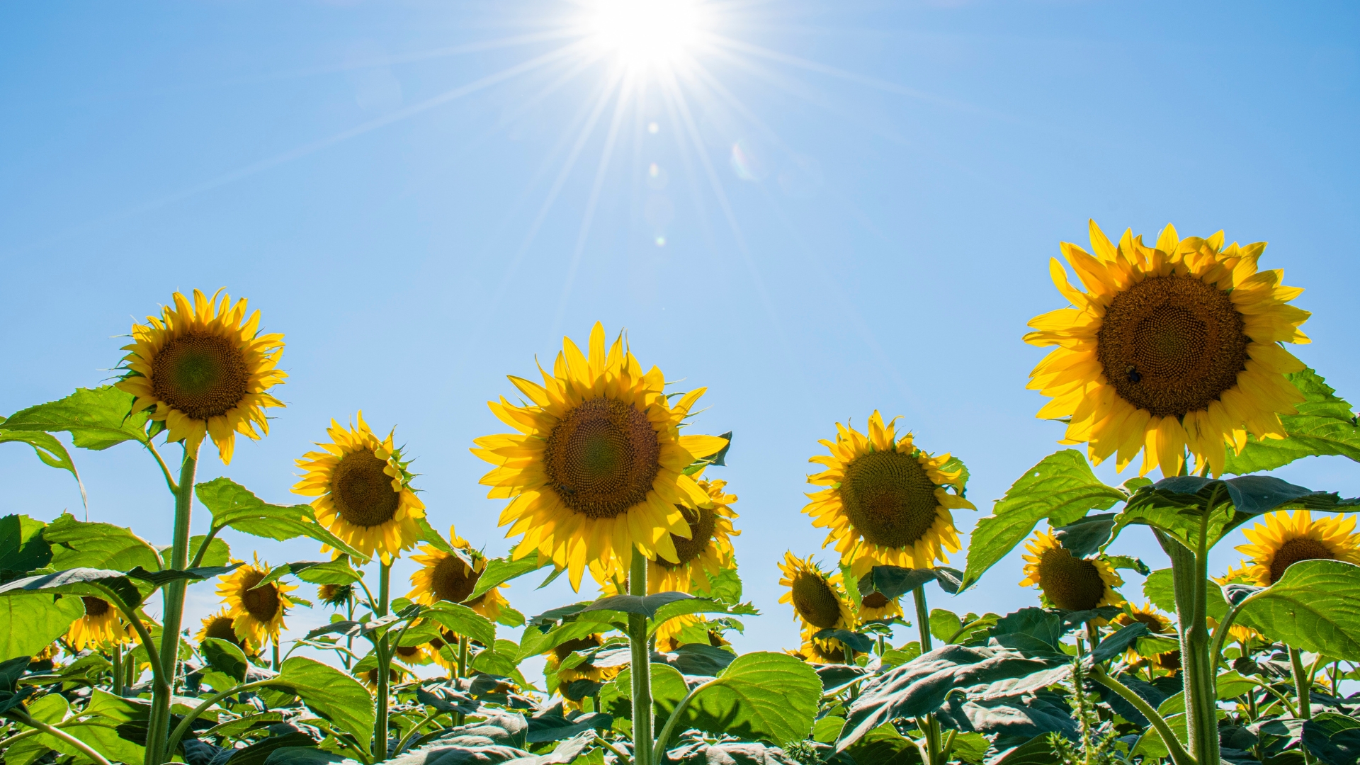 Sunflowers