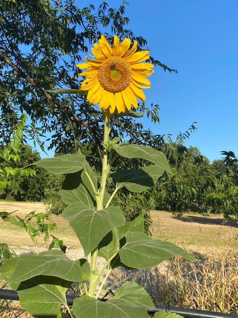 Sunflowers