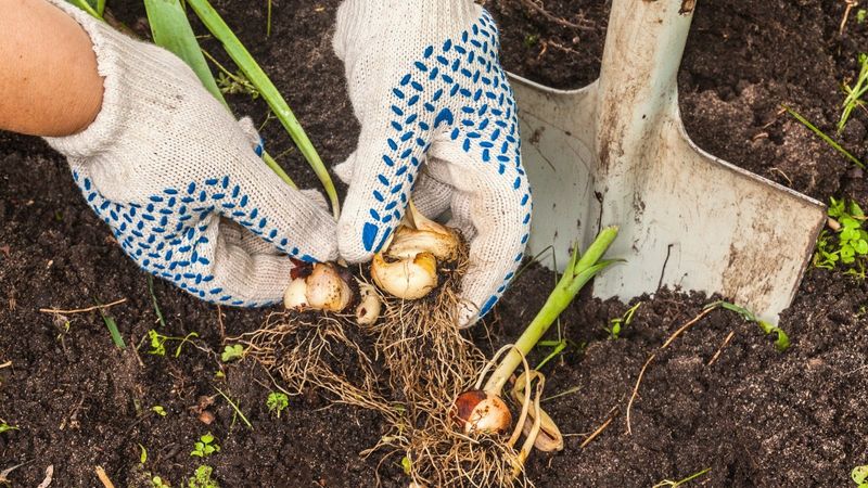 Planting Depth Mistakes
