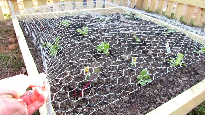 Install Chicken Wire Fencing