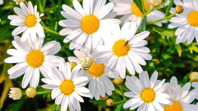 shasta daisy