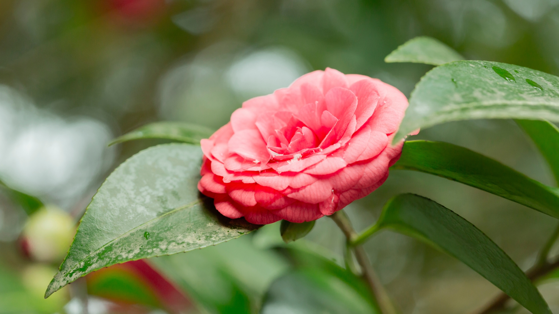 Middlemist Red (Camellia)