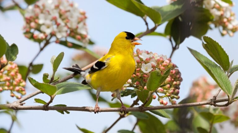 goldfinch bird on a branch