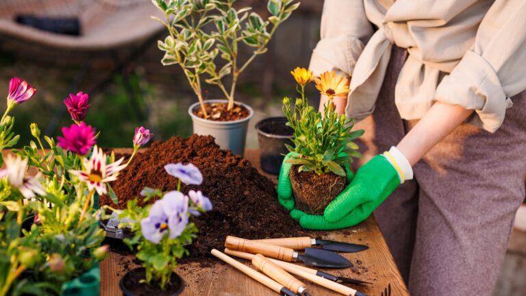 female gardener transplants flowering plant