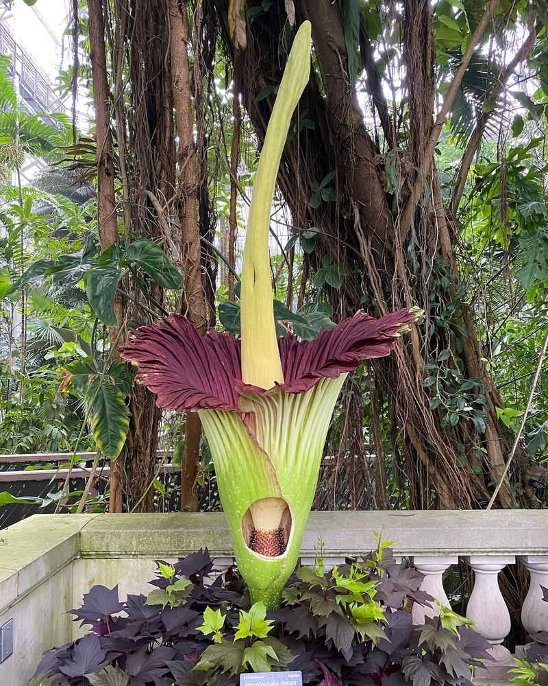 Corpse Flower