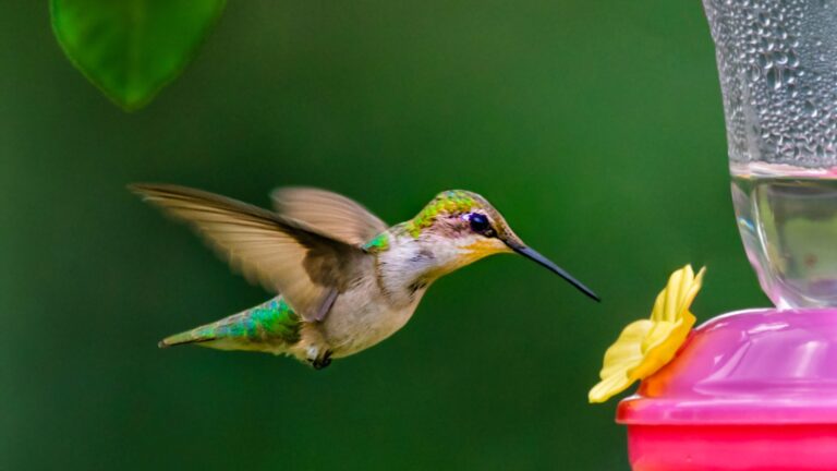 hummingbird approaching feeder