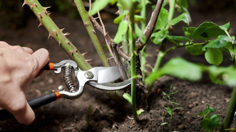 gardener prunes a shrub with shears