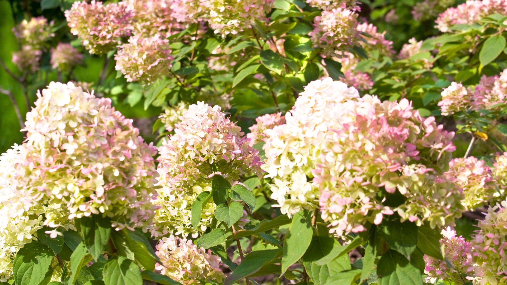 18 Tips To Keep Hydrangeas Blooming For Longer (And Things You Should Never Do)