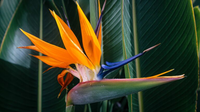 bird of paradise