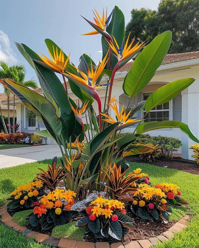 Bird Of Paradise