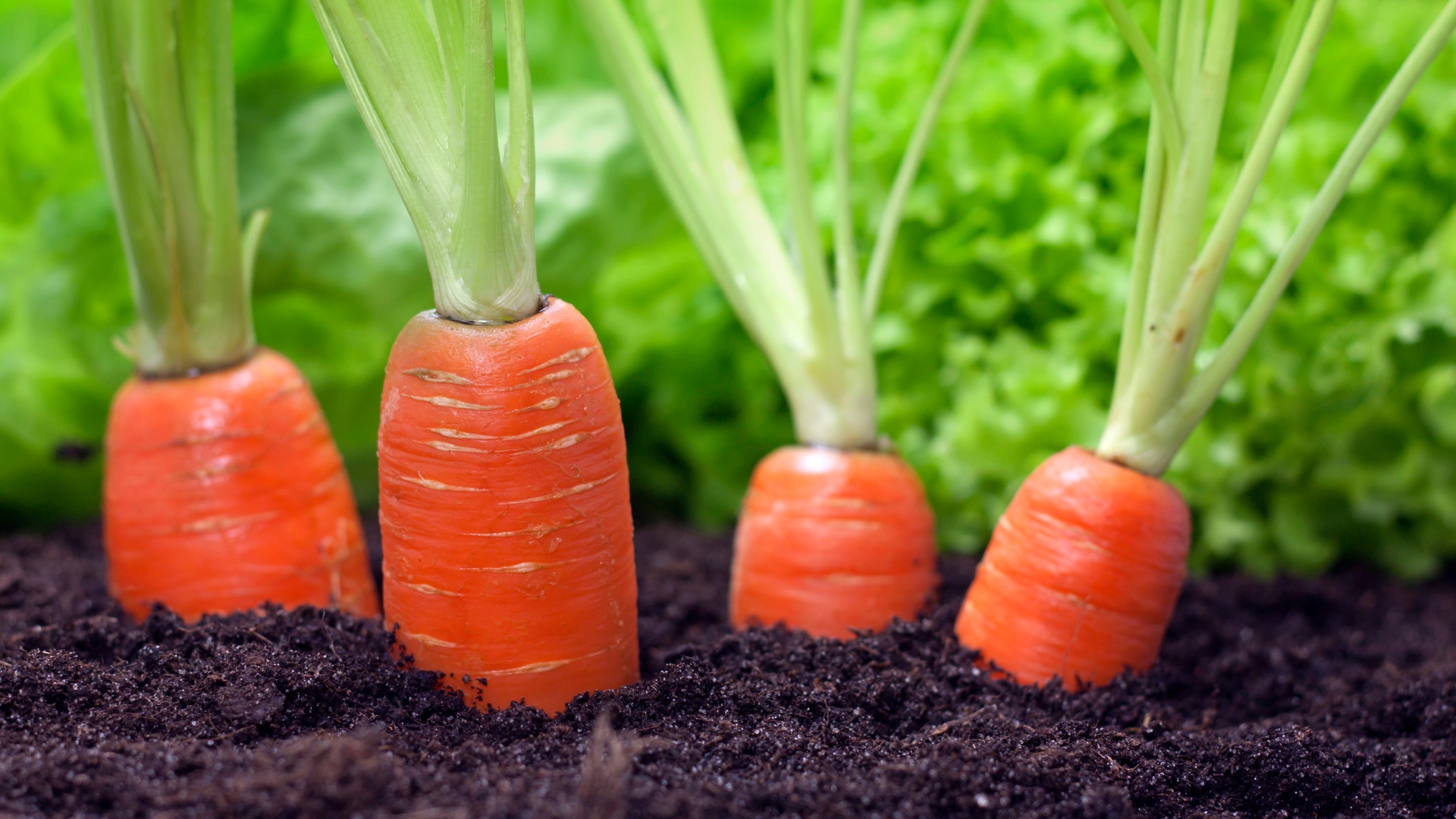 carrots