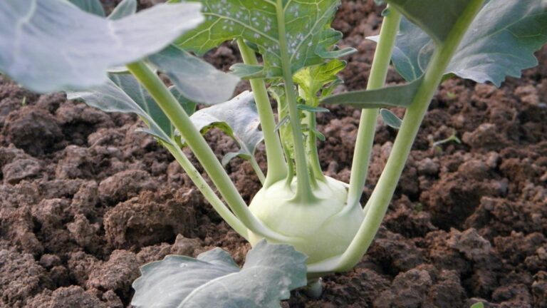 kohlrabi