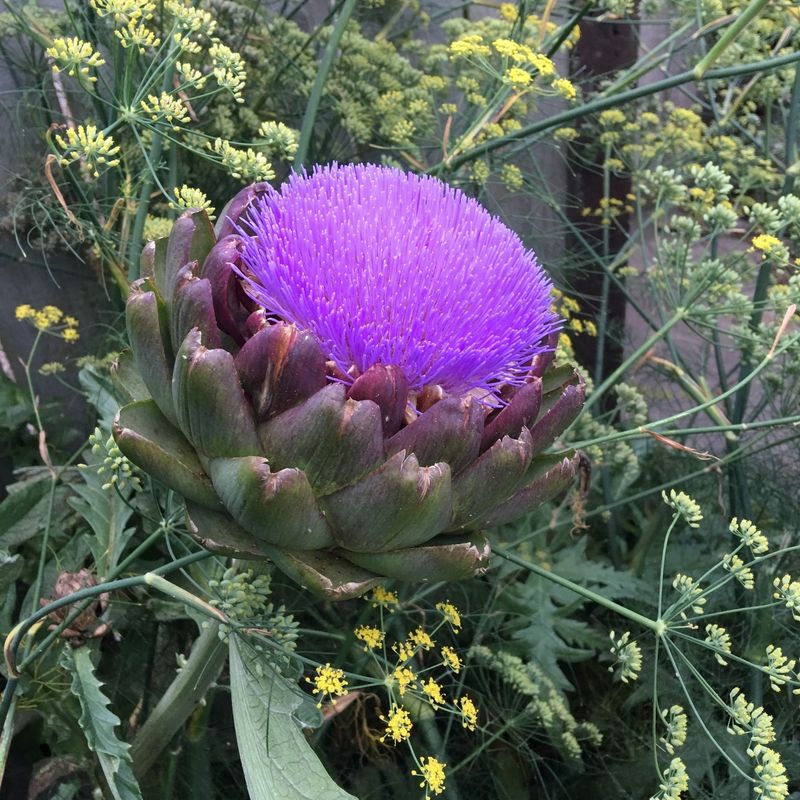 Artichokes: Multi-Year Commitment, Minimal Payoff