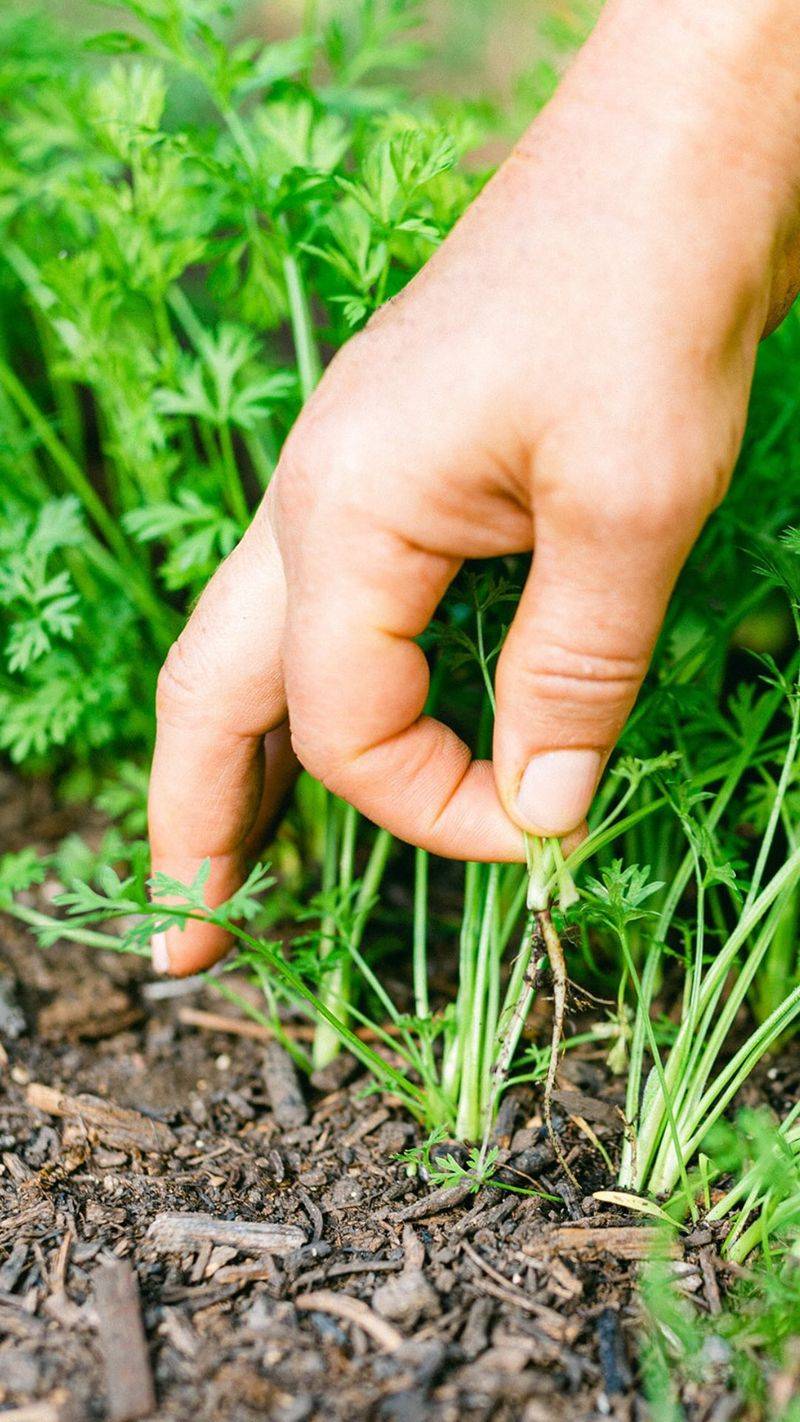 Thin Out Overcrowded Seedlings