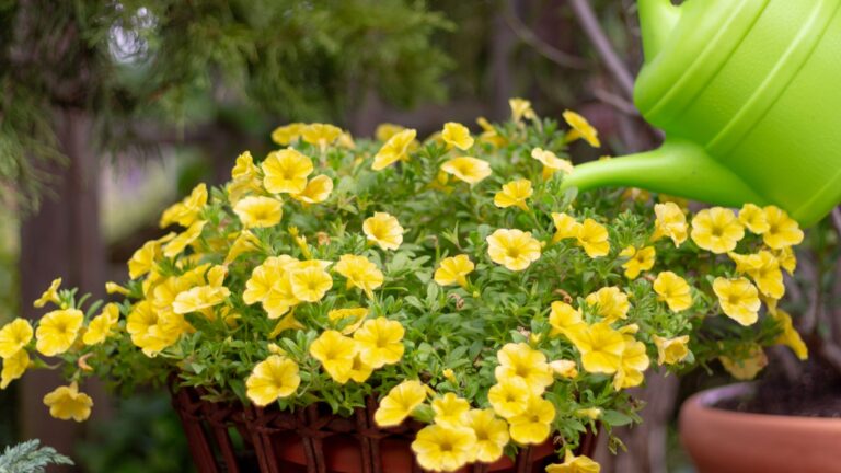 watering petunias
