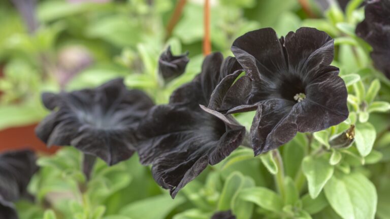 Black Magic Petunias