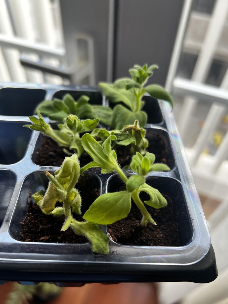 Start from Seeds or Cuttings