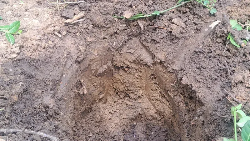 Pure Clay Soil