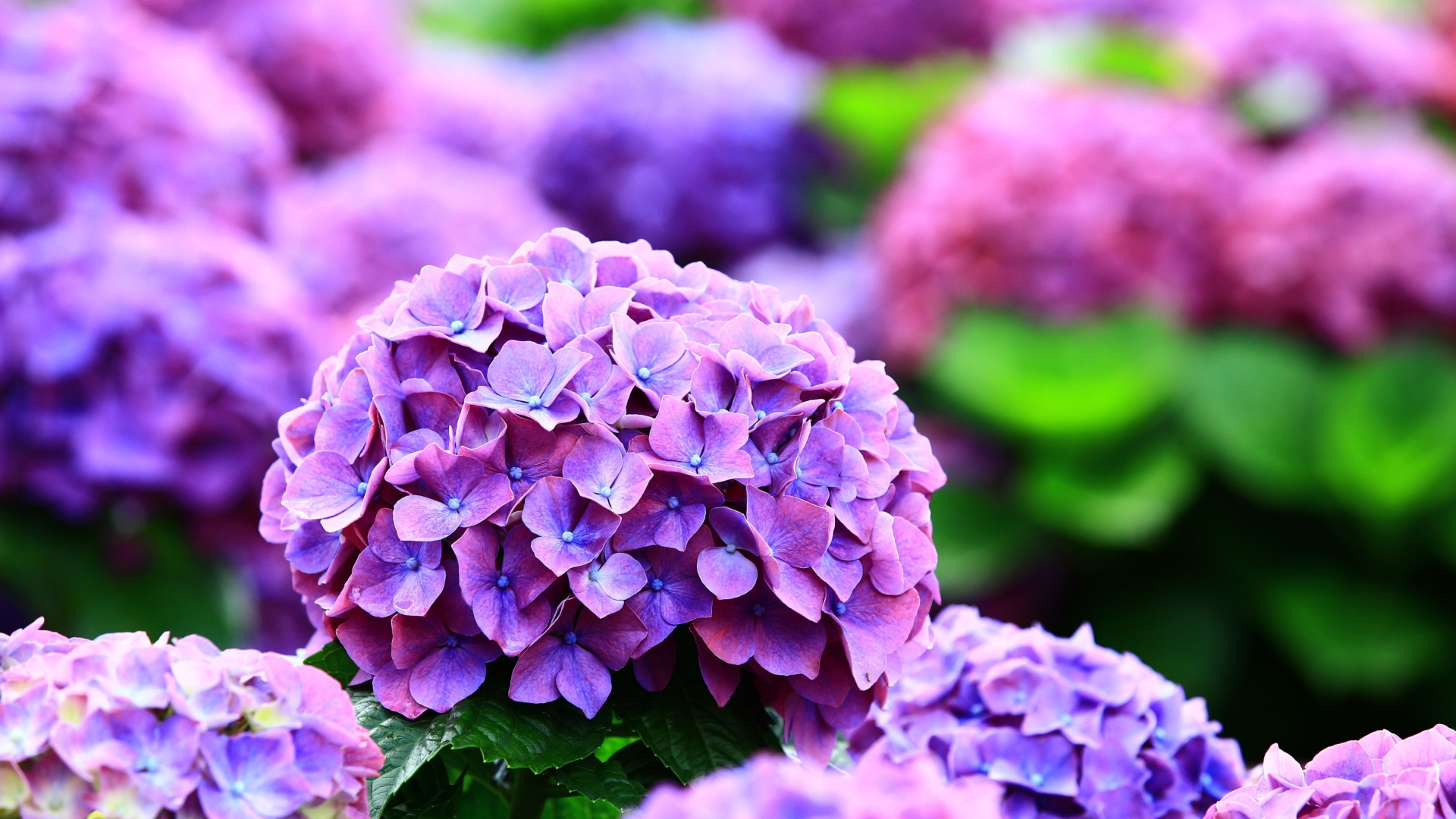 purple hydrangea flower