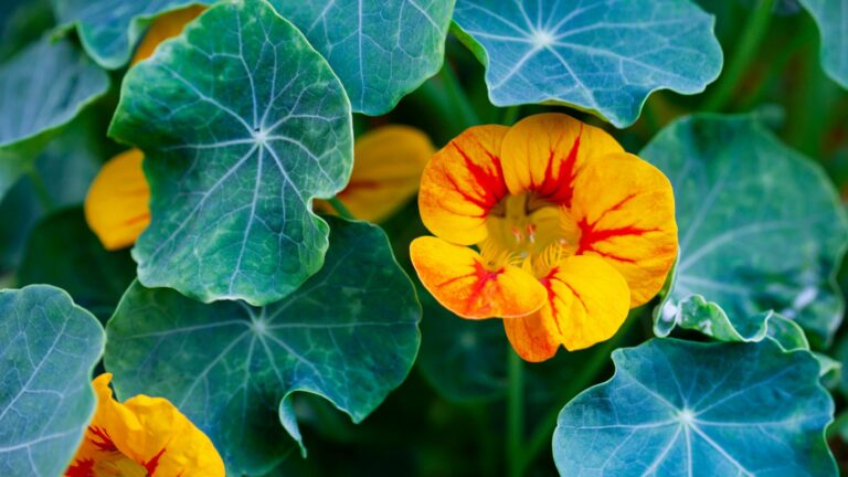 nasturtiums