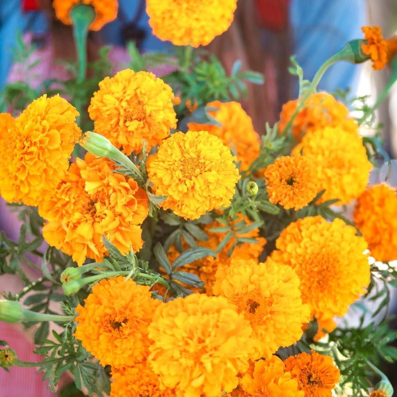 Marigolds