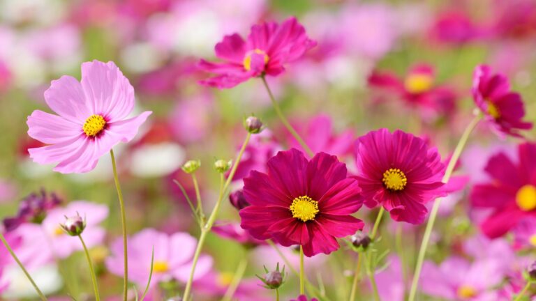Cosmos flowers