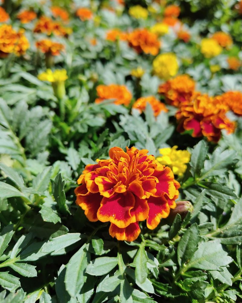 Marigolds