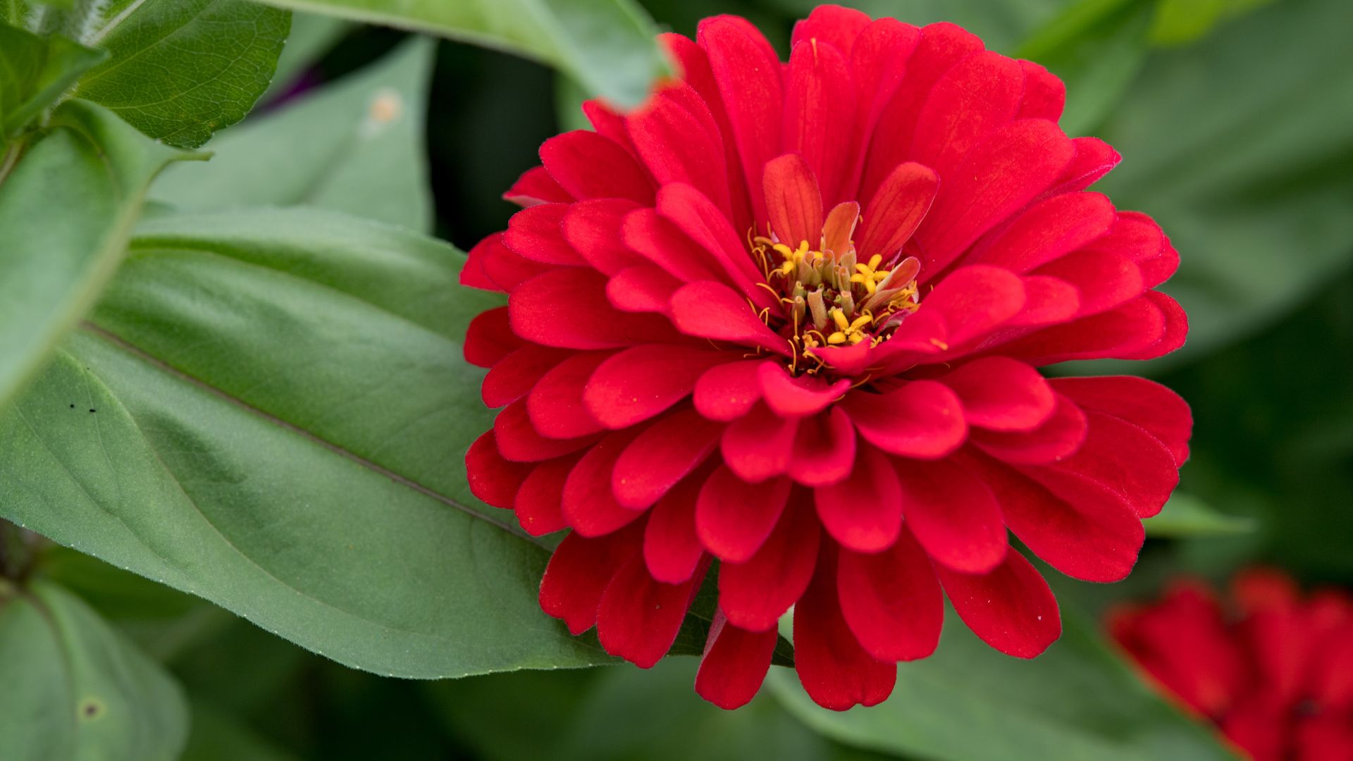 zinnia