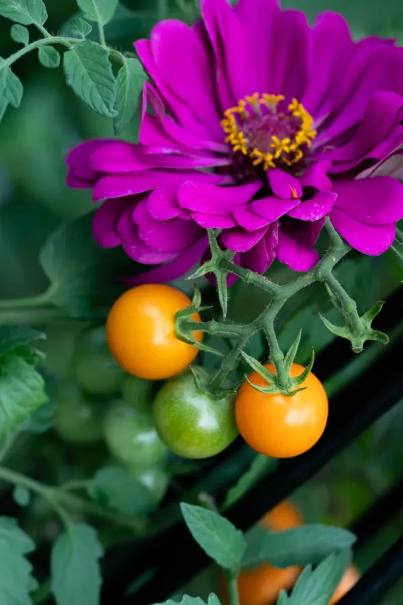 Planting Too Close To Tall Vegetables