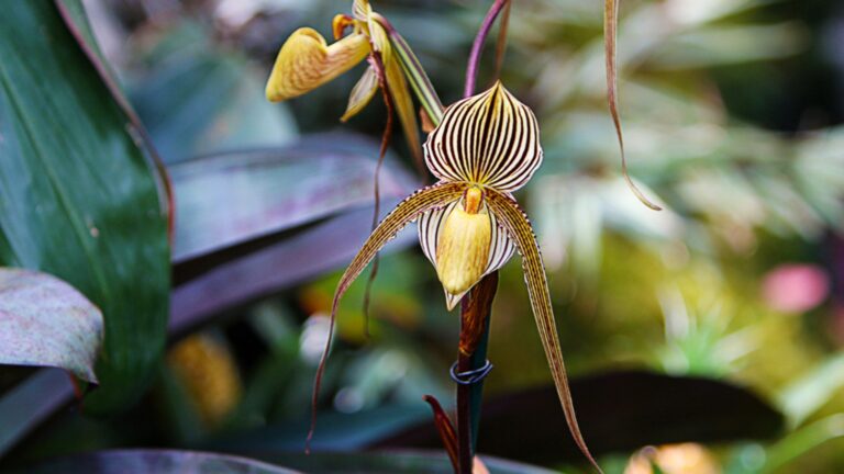 Rothschild's Orchid