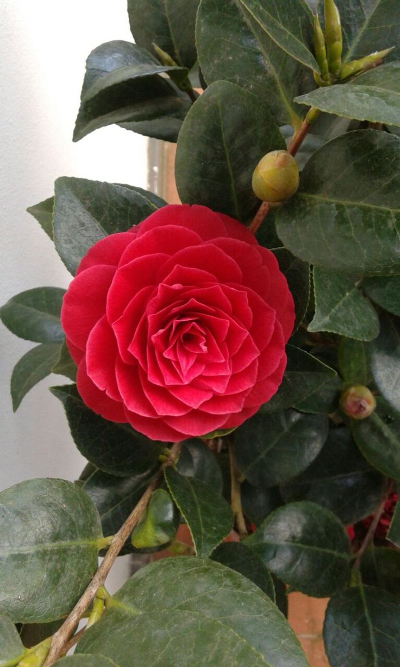Middlemist Red Camellia
