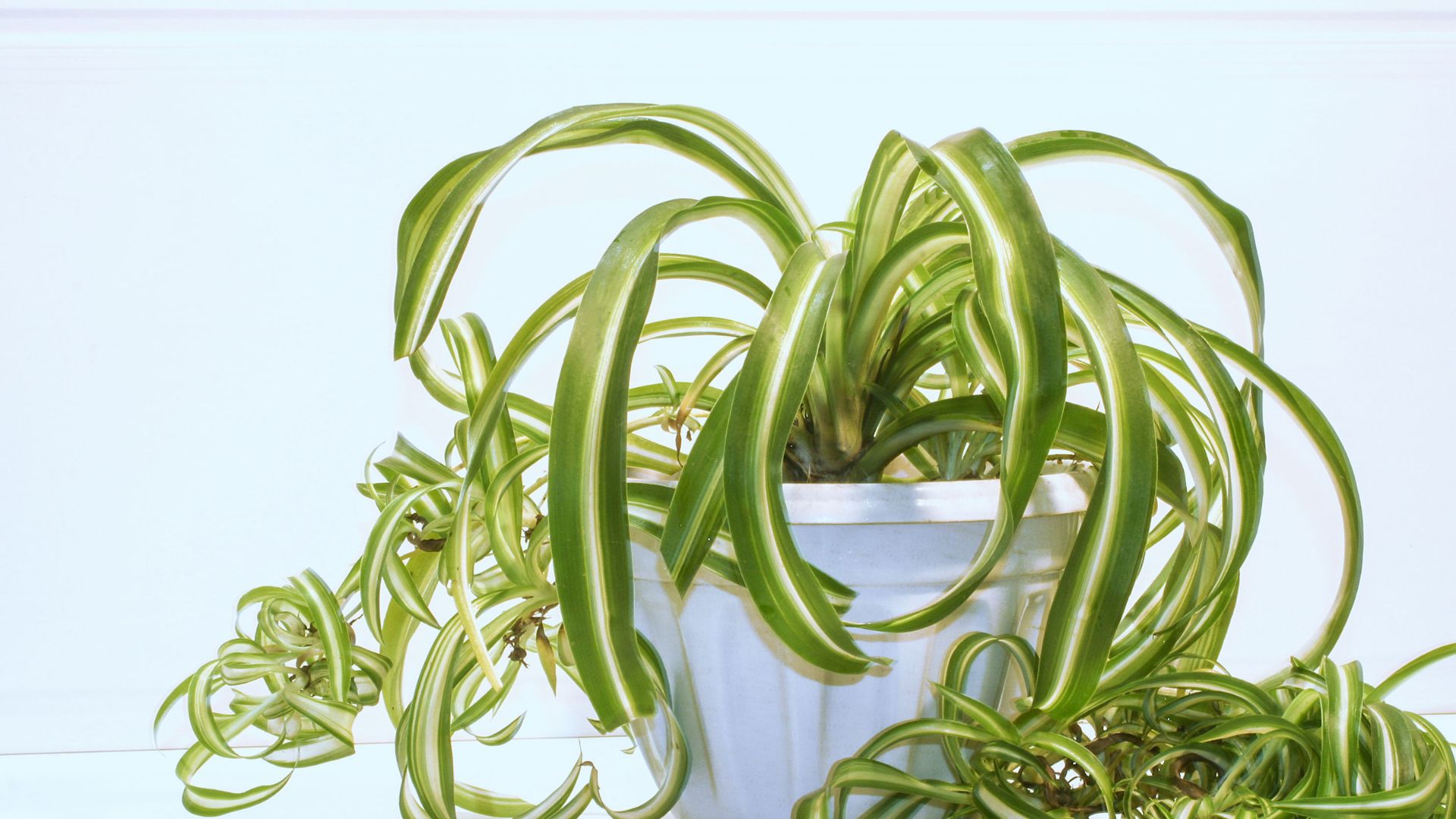 chlorophytum comosum, spider plant