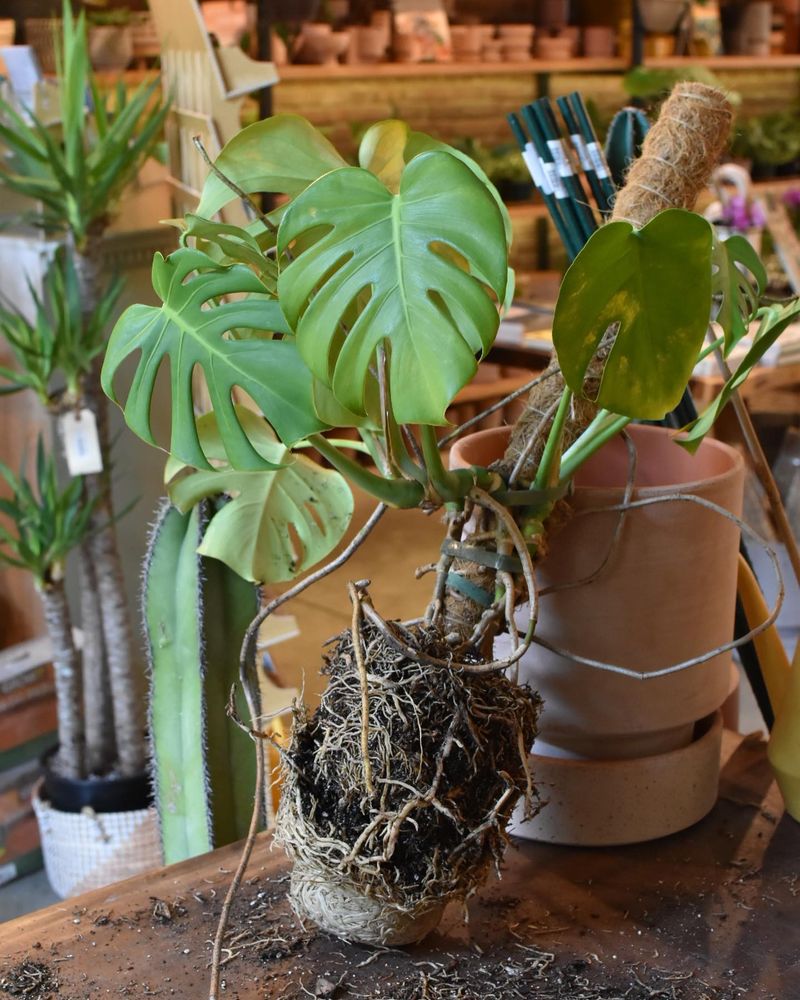 Monstera Deliciosa