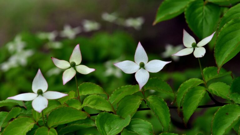 Japanese Flowering Dogwood