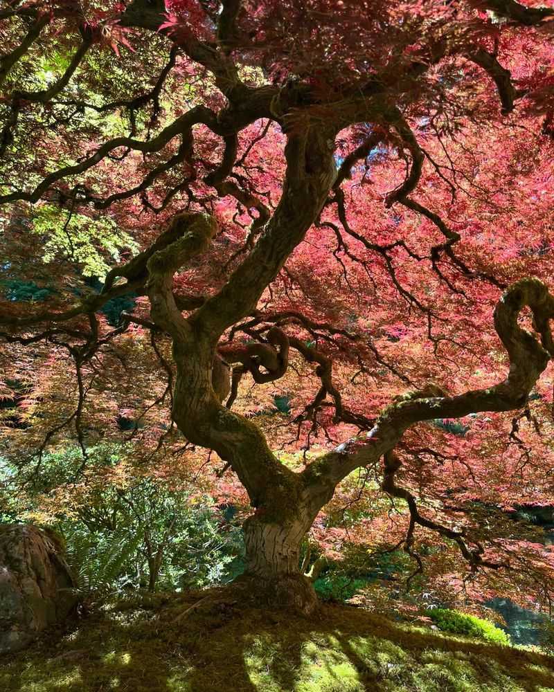 Japanese Maple