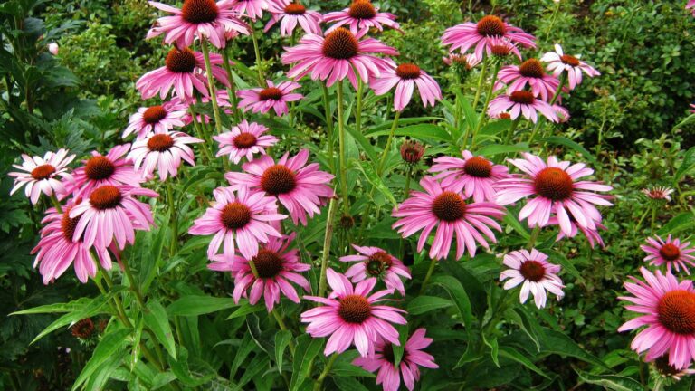 coneflowers