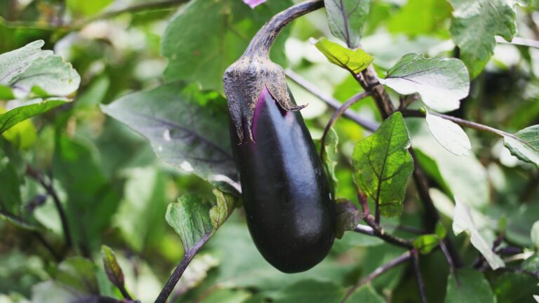 Eggplant