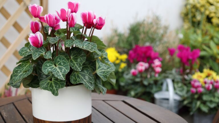 cyclamen in full bloom