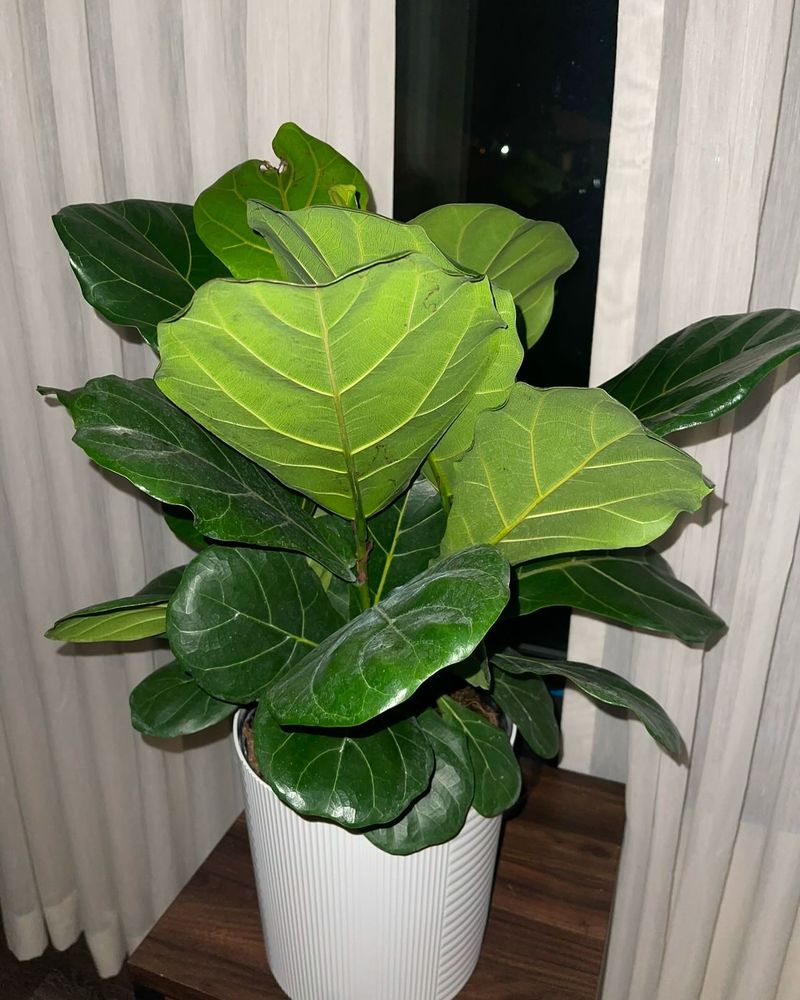 Fiddle Leaf Fig