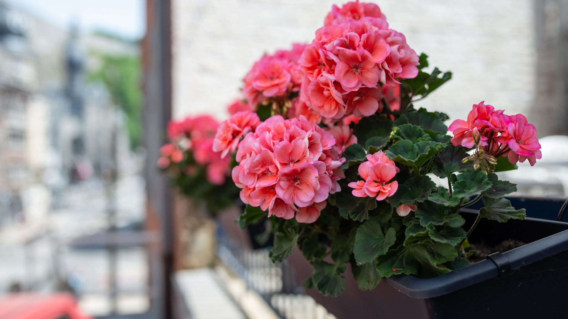 pink geranium